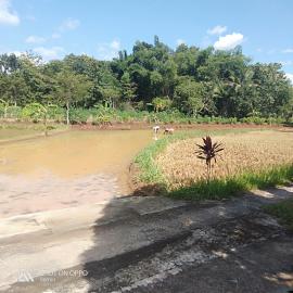 Korona Mengancam , Musim Panen dan Tanam Tetap Jalan