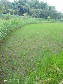 Hujan Melambat, Petani Mencari Solusi